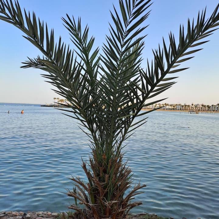 Tiba Golden * Hurghada